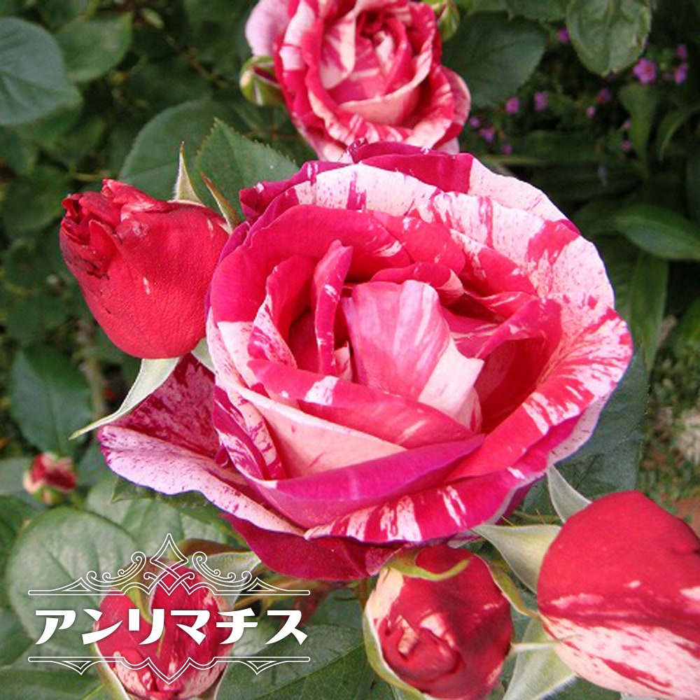 バラ アンリマチス 