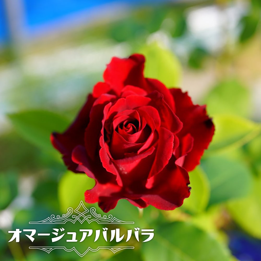 バラ オマージュアバルバラ 