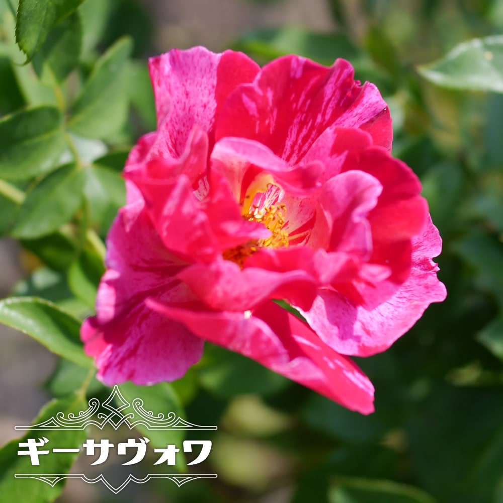 バラ ギーサヴォワ 