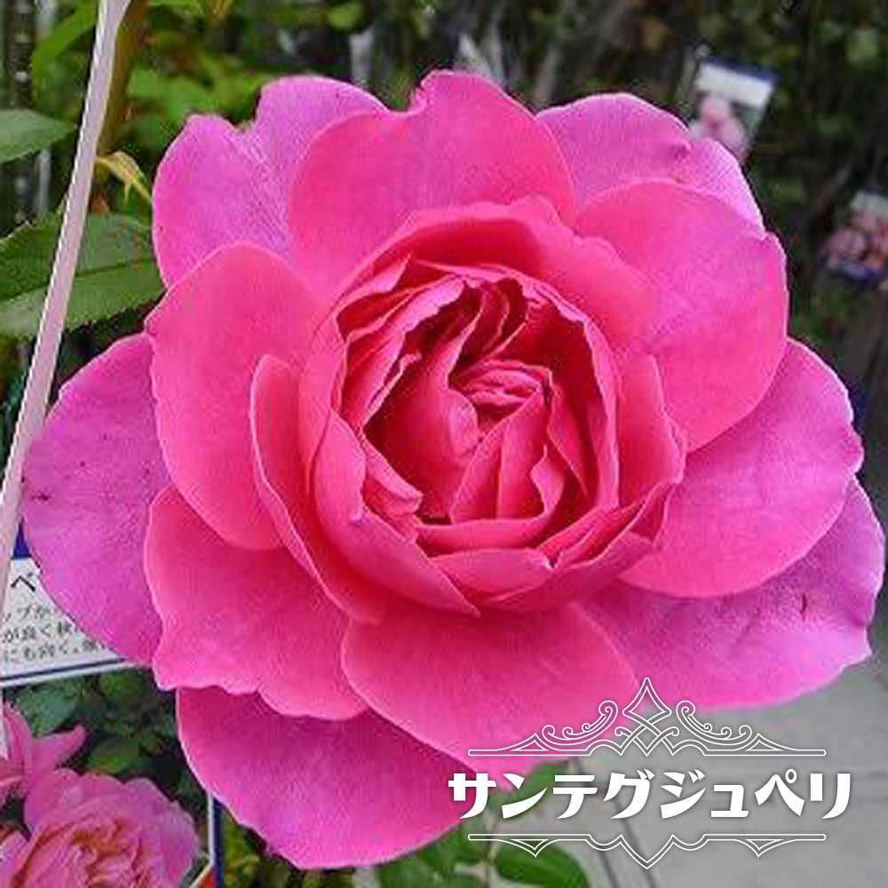 バラ サンテグジュペリ 