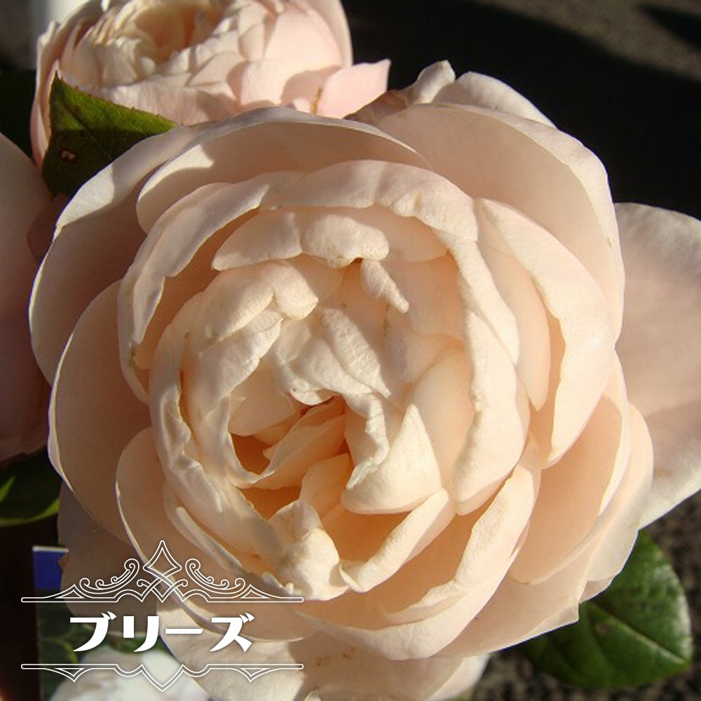 バラ ブリーズ 
