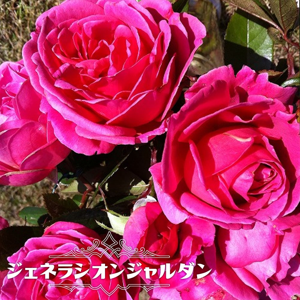 バラ ジュネラシオンジャルダン 
