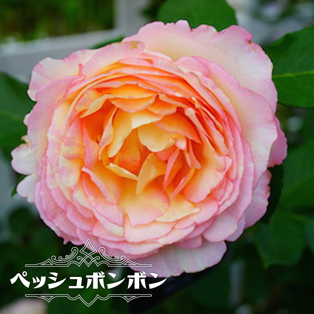 バラ ペッシュボンボン 