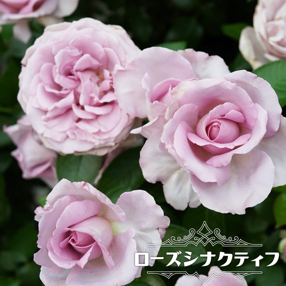 バラ 新苗　商品写真