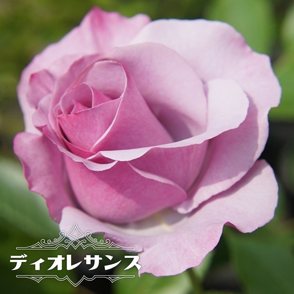 バラ ディオレサンス FL フロリバンダ 苗 販売 苗木部 By 花ひろば