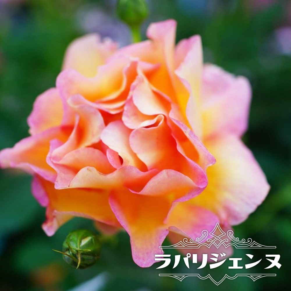 バラ ラ パリジェンヌ 