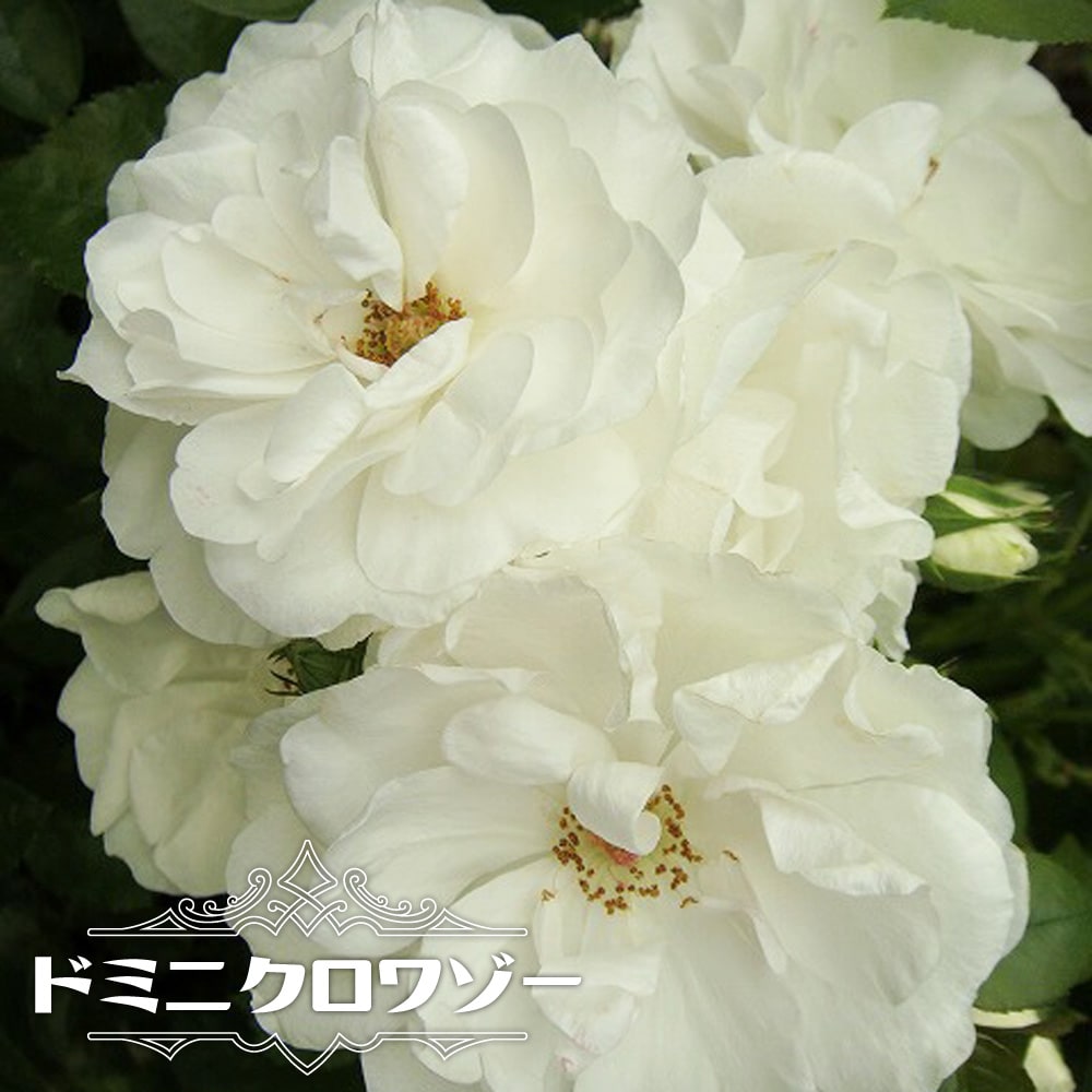 バラ ドミニクロワゾー 