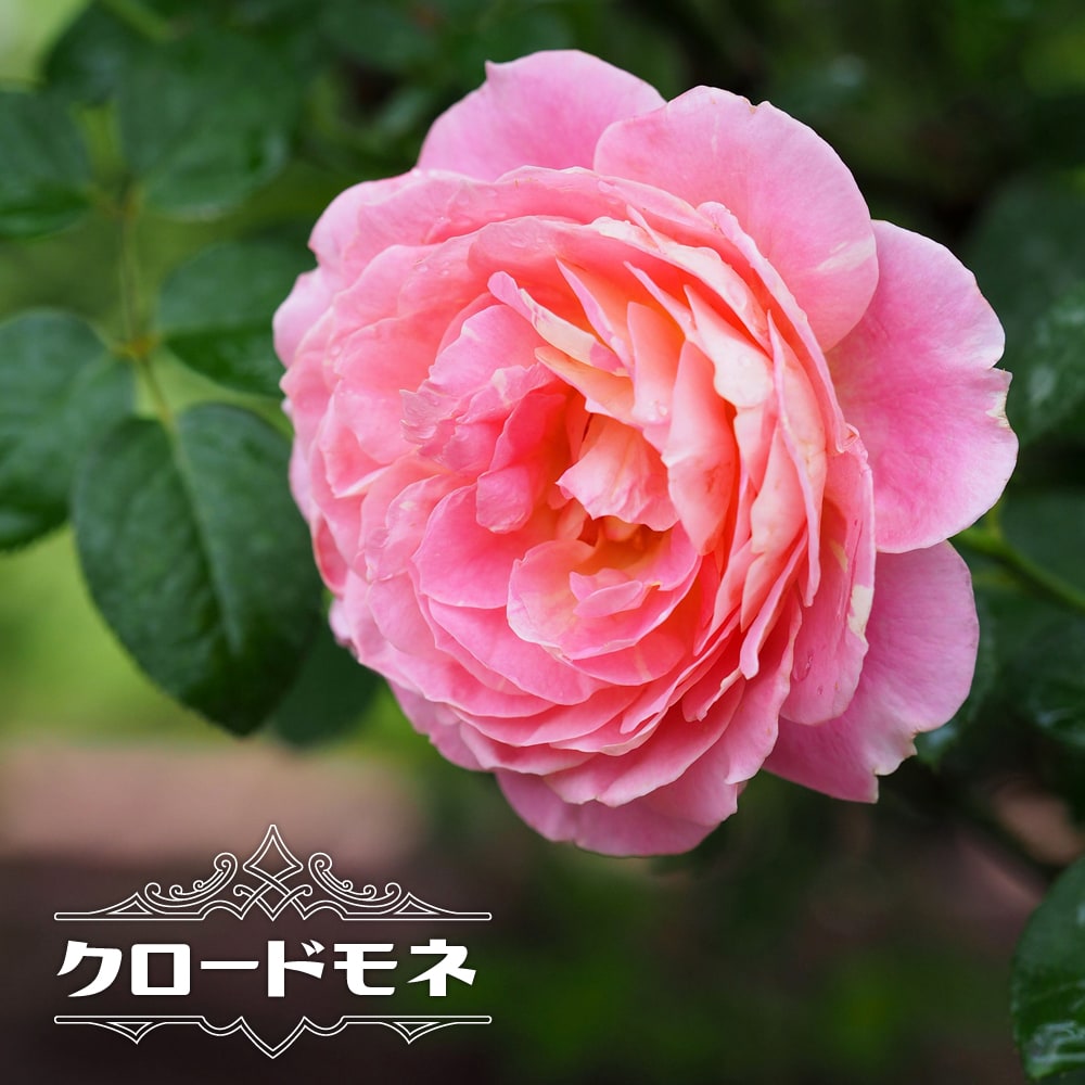 バラ クロードモネ 