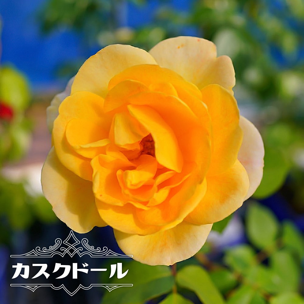 バラ カスクドール 