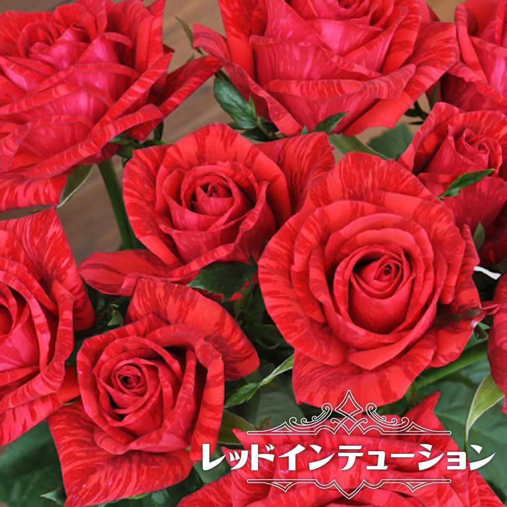 バラ レッドインテューション 