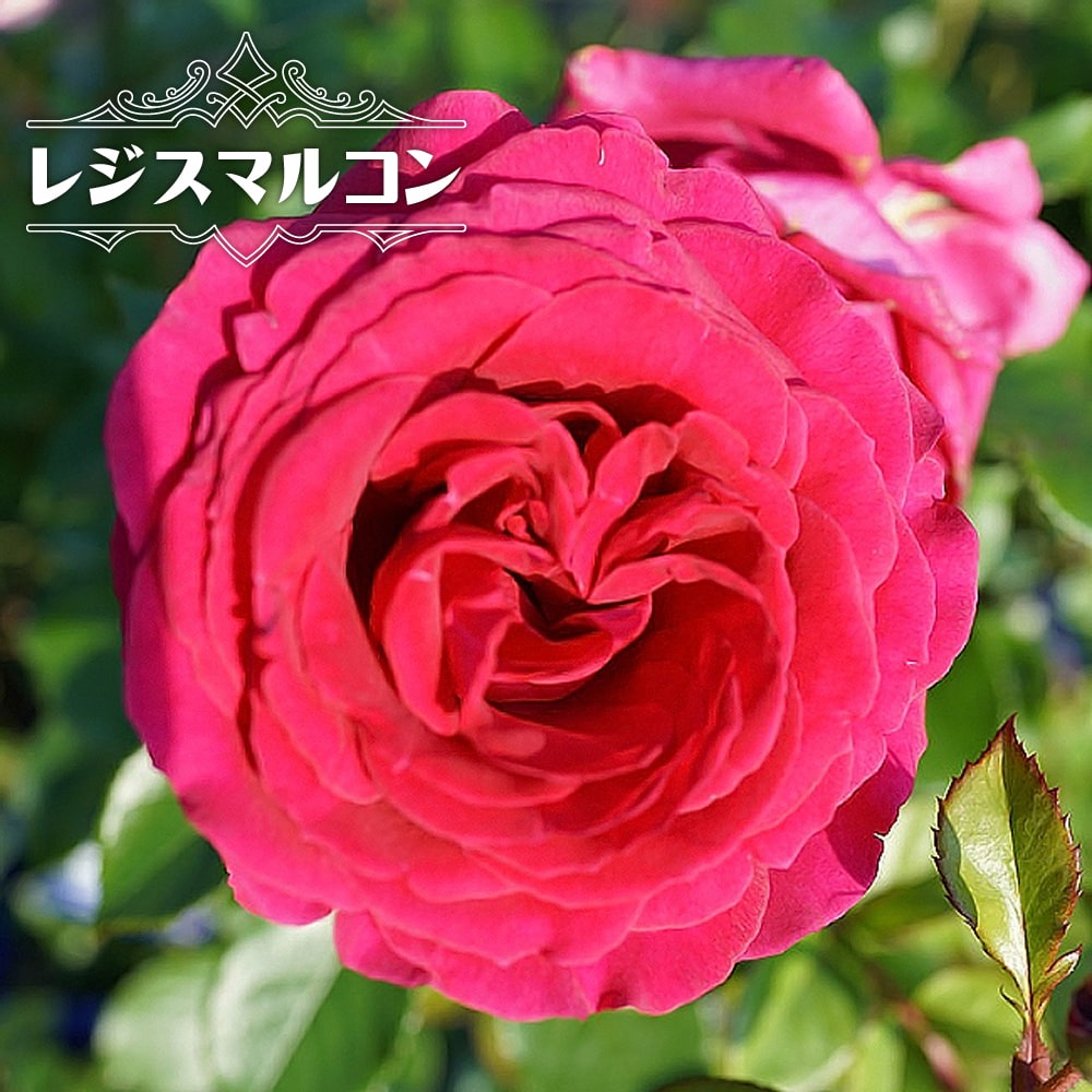 バラ レジスマルコン 
