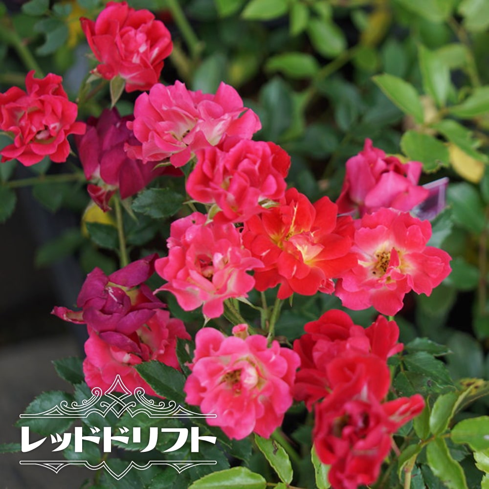 バラ アプリコットドリフト ドリフトローズ 苗 通販 苗木部 By 花