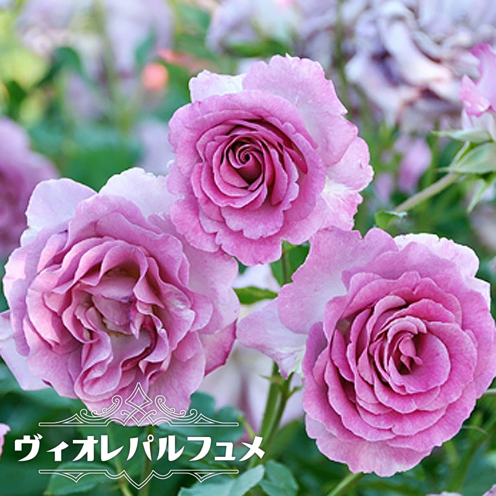 バラ ヴィオレパルフュメ 