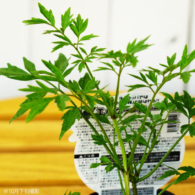 エルダーベリー もみじ葉（細葉） 3