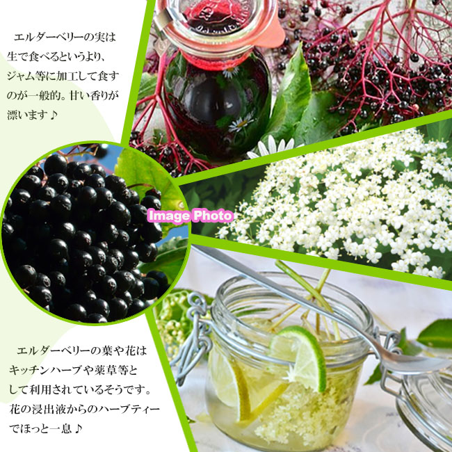エルダーベリー の用途。エルダーフラワーの用途