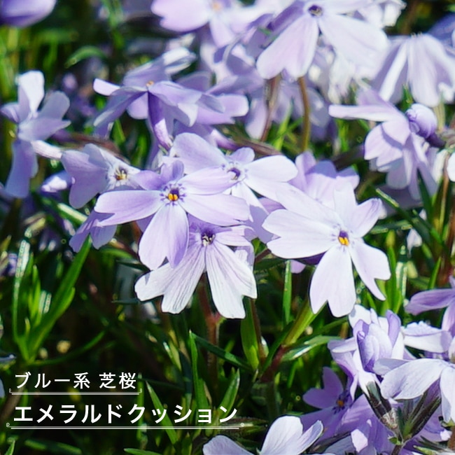 芝桜 エメラルドクッション 