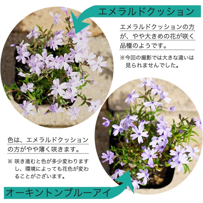 芝桜 エメラルドクッション 2