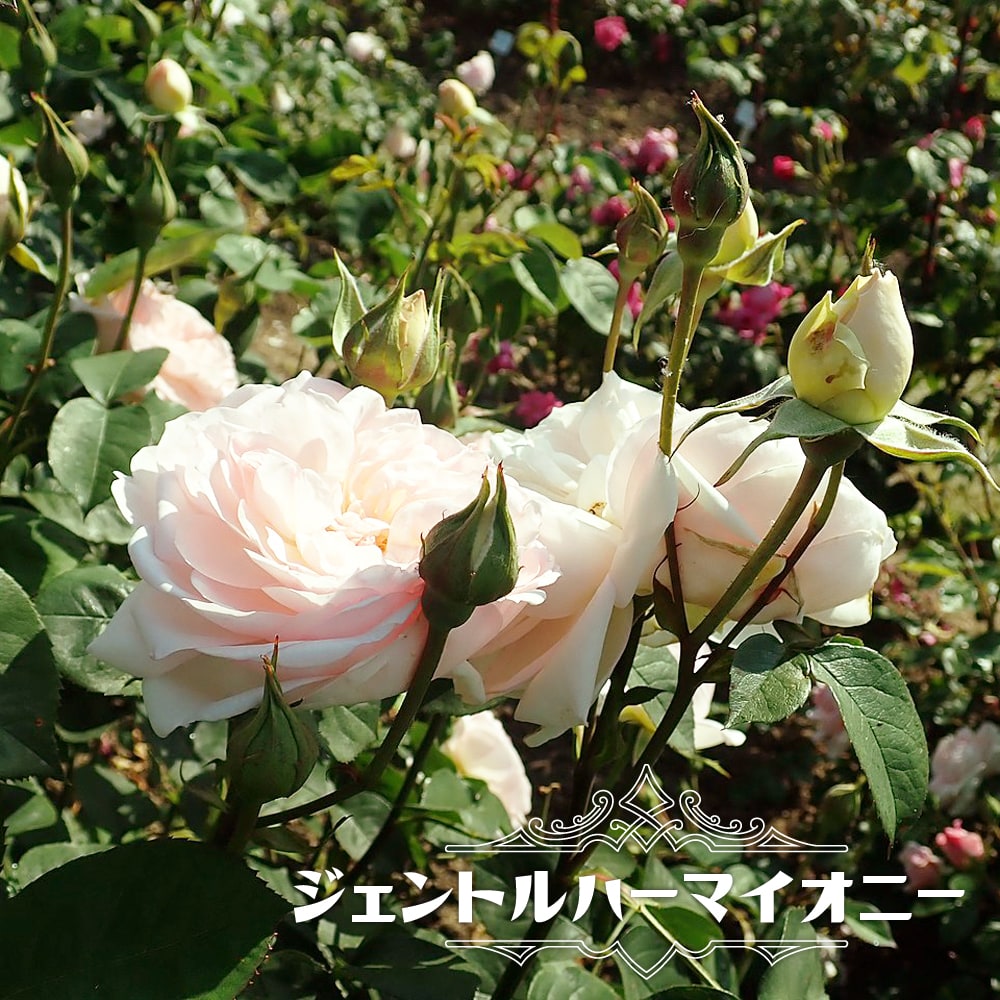 バラ ジェントルハーマイオニー 