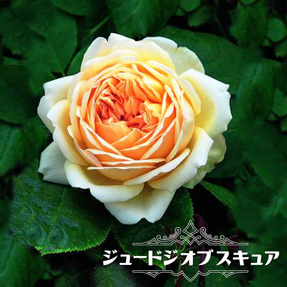 バラ ジュードジオブスキュア 