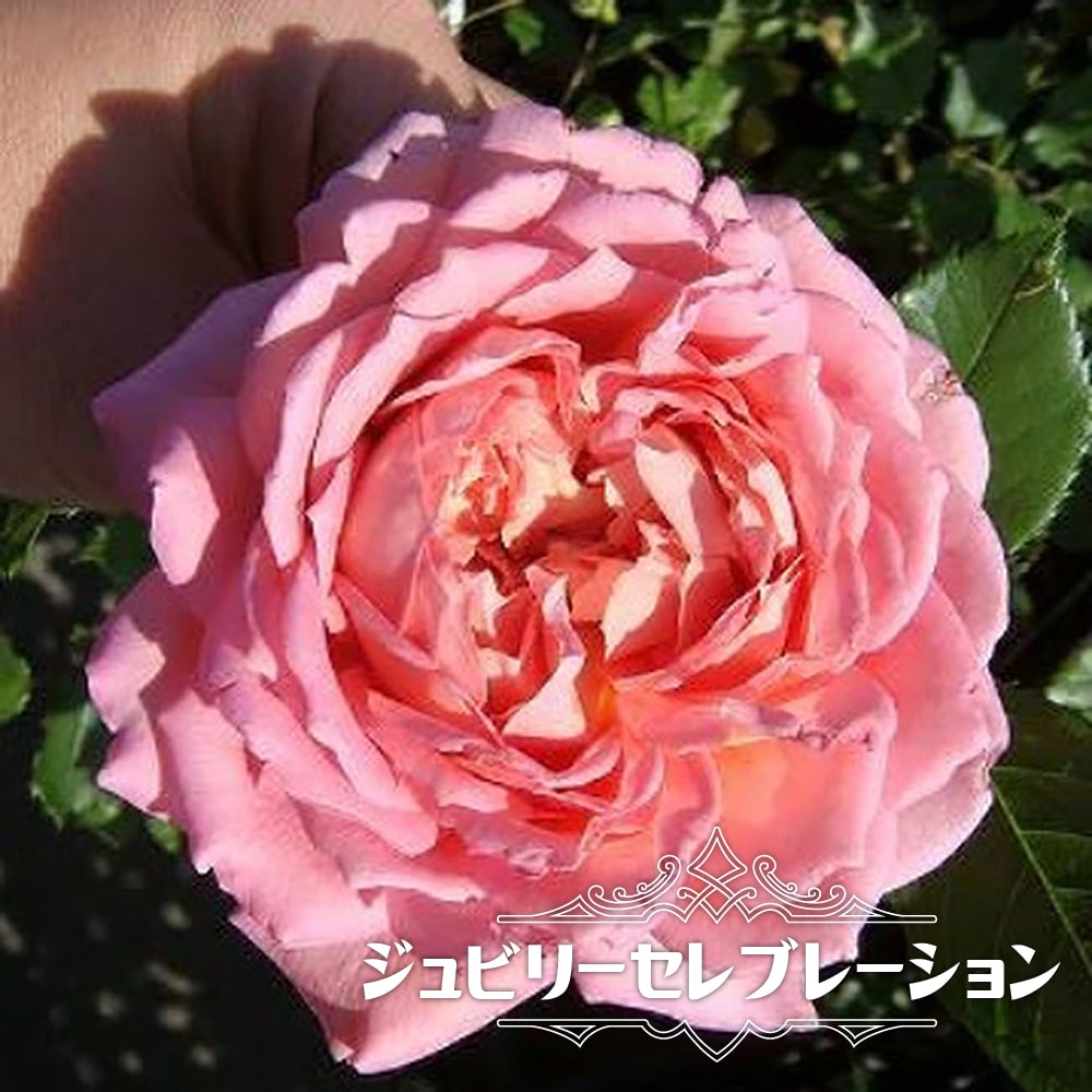 バラ ジュビリーセレブレーション 