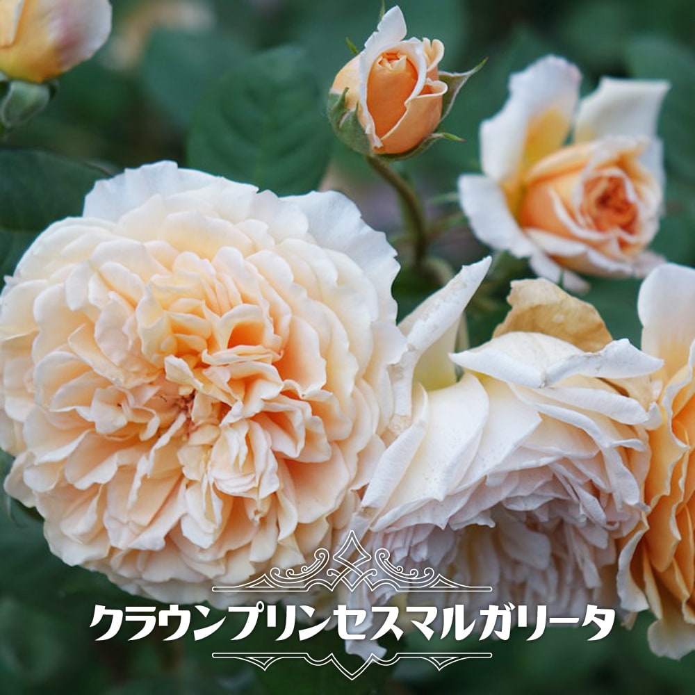 バラ クラウンプリンセスマルガリータ 