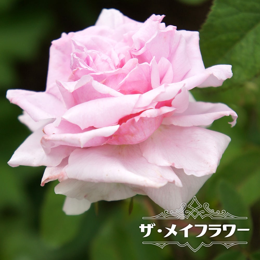 バラ ザ メイフラワー 
