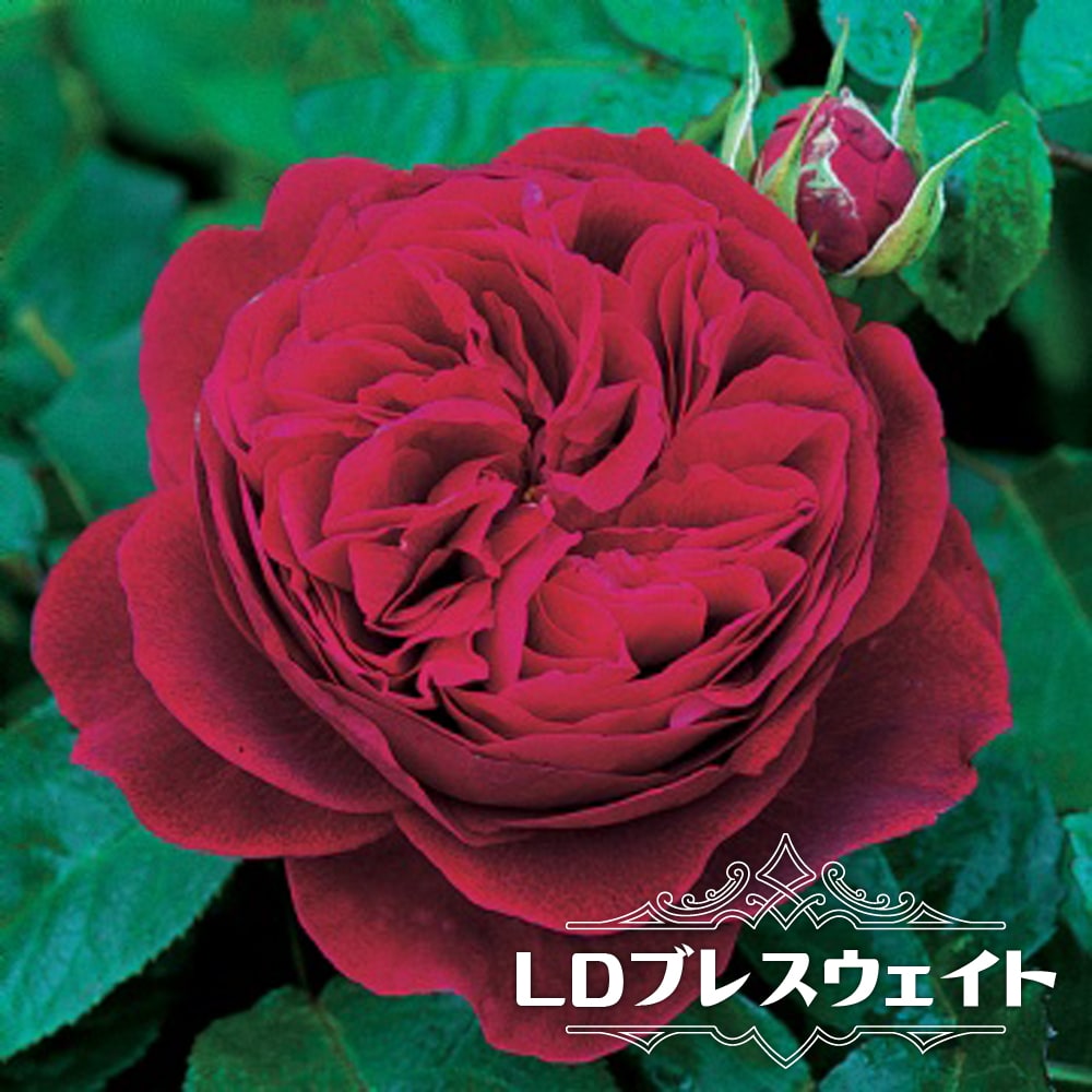 バラ LDブレスウェイト S シュラブ （半つるバラ） 苗 販売 苗木部