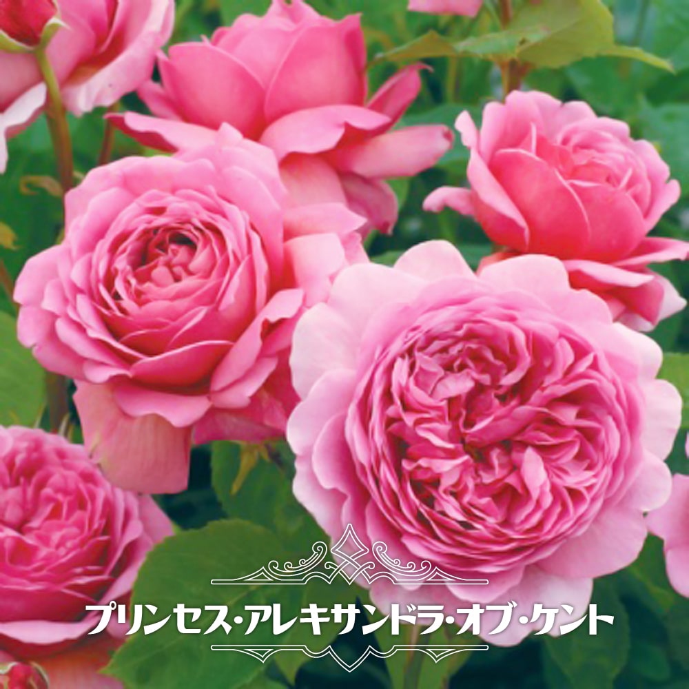 バラ プリンセス アレキサンドラ オブ ケント 苗 販売 苗木部 By 花