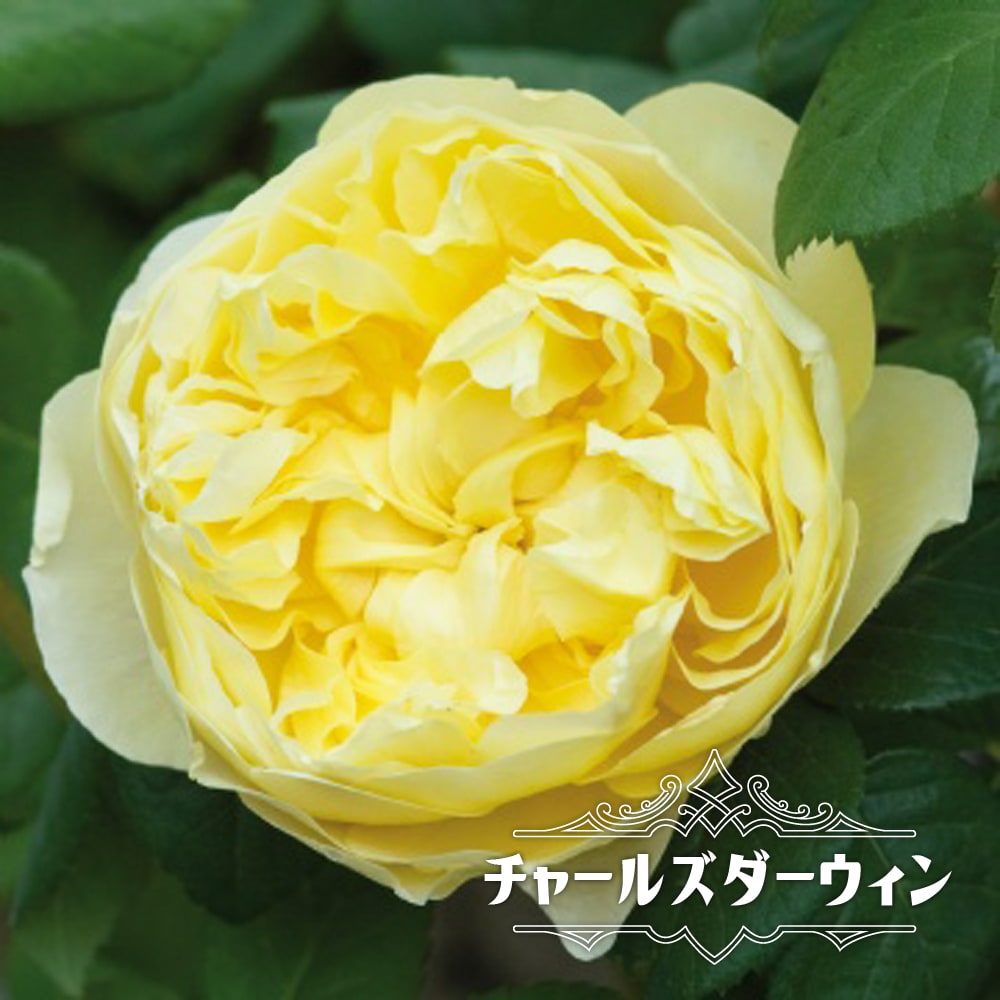   チャールズダーウィン　バラ
黄色　強香 強健
