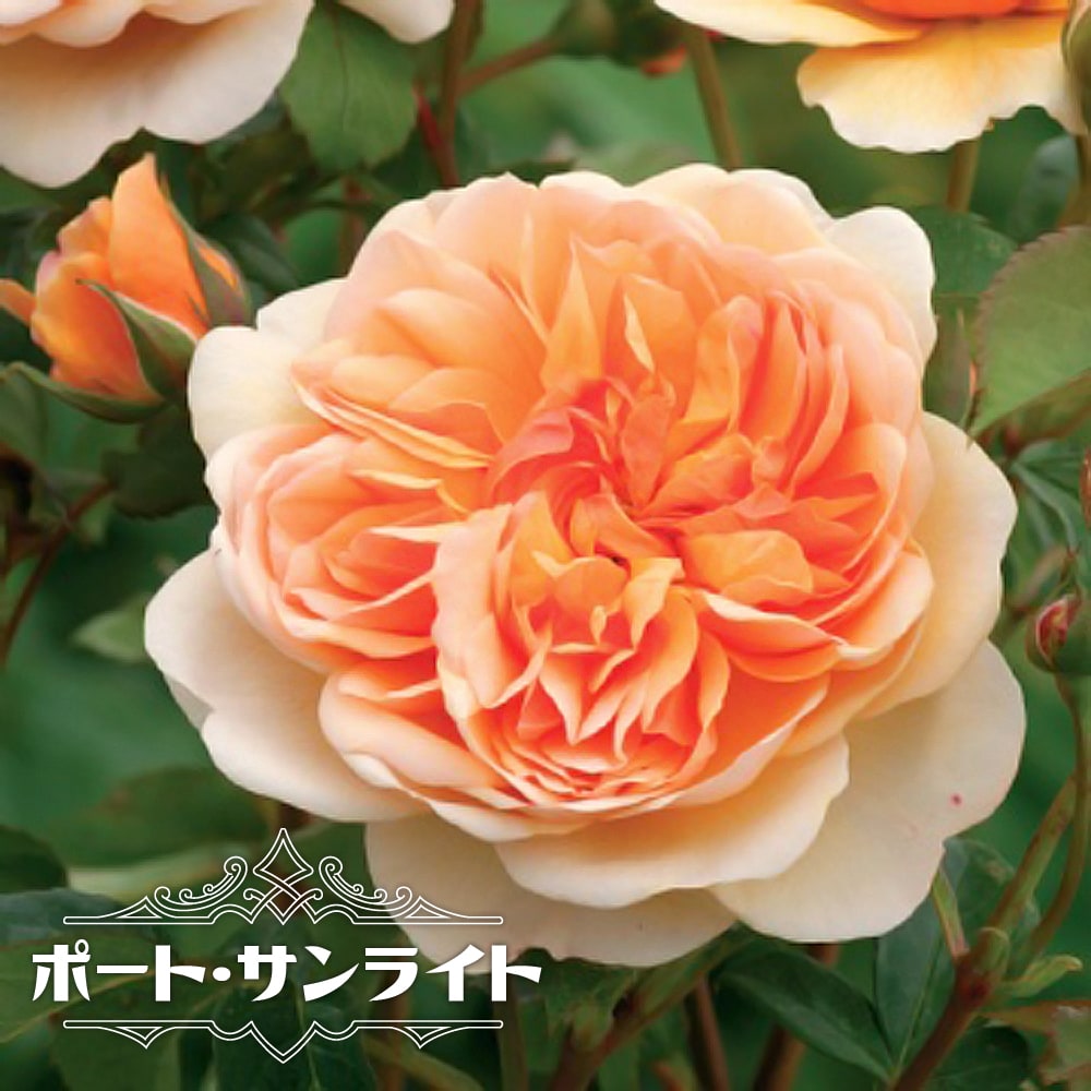 バラ ポート サンライト  