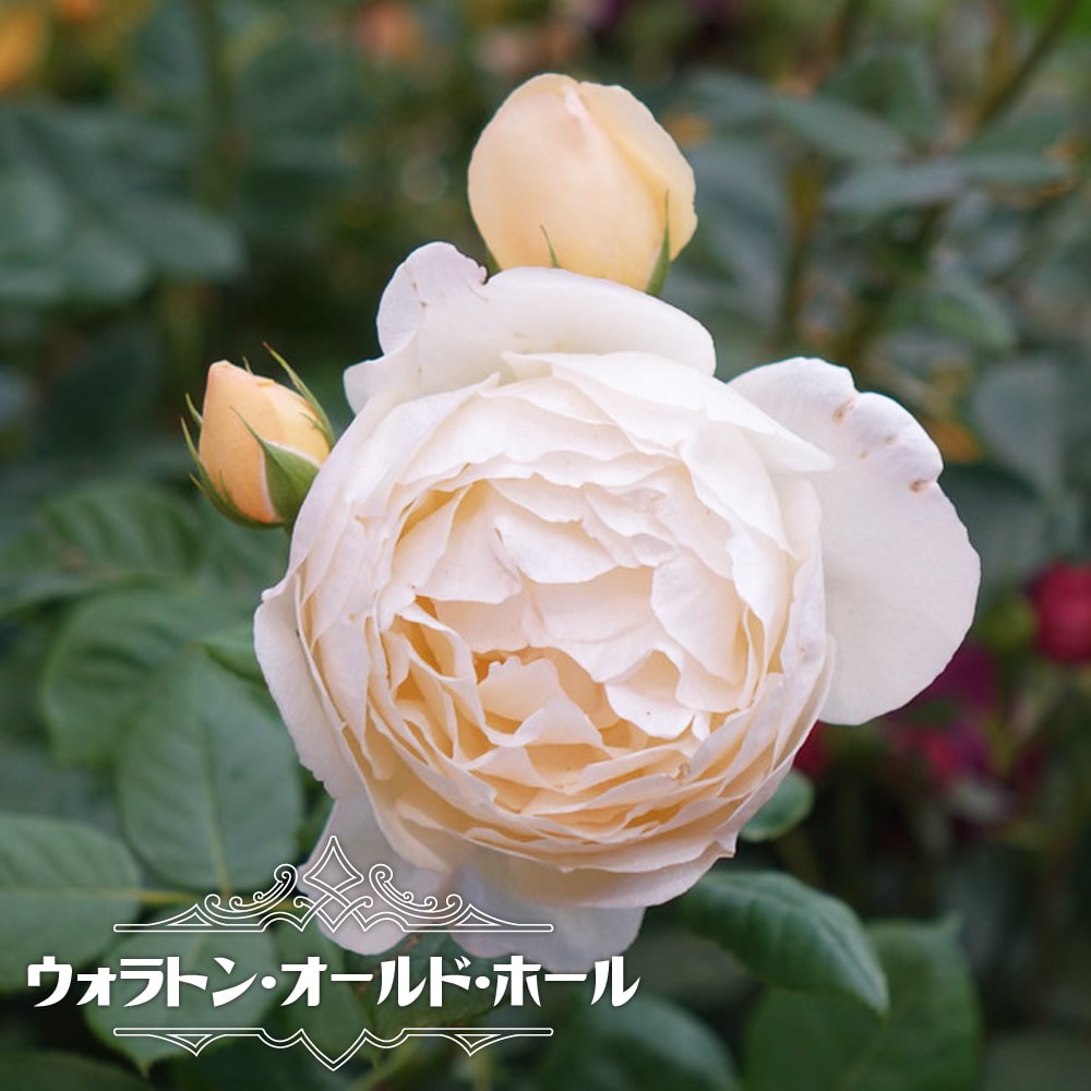 バラ苗　ウォラトン・オールド・ホール