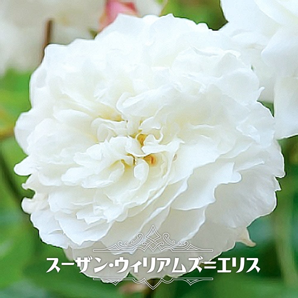 【バラ苗】 スーザン・ウィリアムズ＝エリス