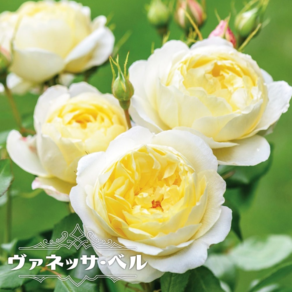 バラ ヴァネッサ ベル 