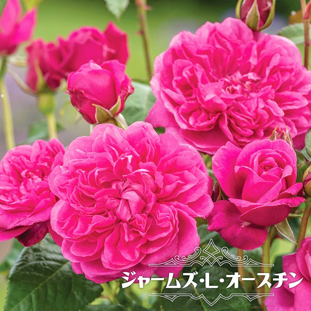 バラ ジャームズ L オースチン 苗 販売 苗木部 By 花ひろばオンライン