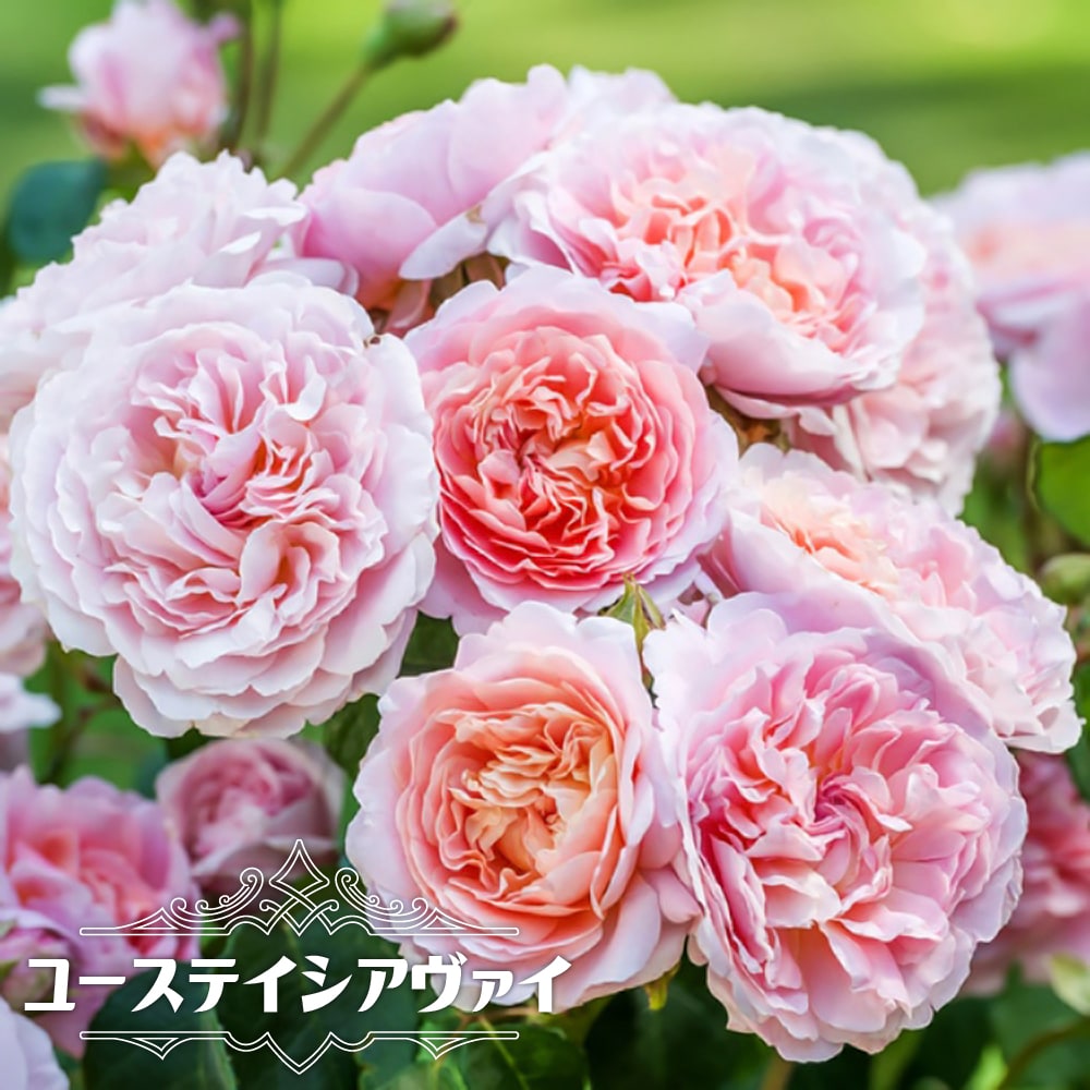 バラ　ユーステイシアヴァイ