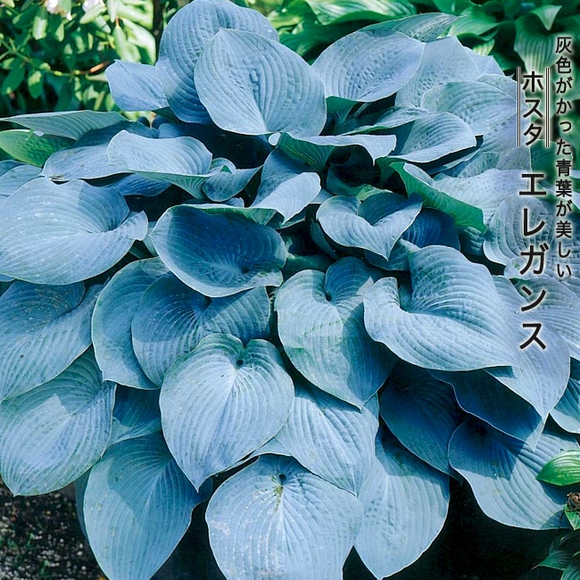 ホスタ 【エレガンス】