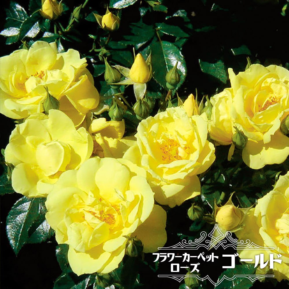 バラ フラワーカーペットローズゴールド 