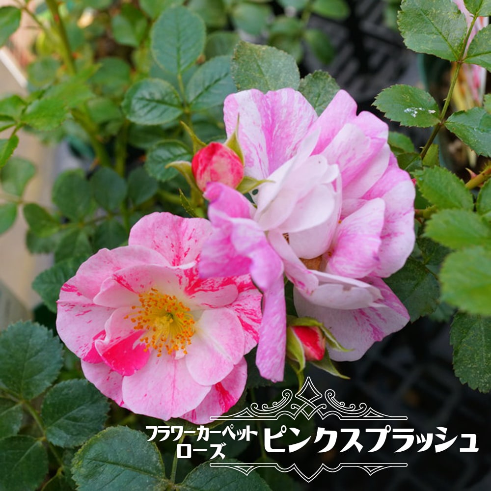 バラ フラワーカーペットローズ ピンク 