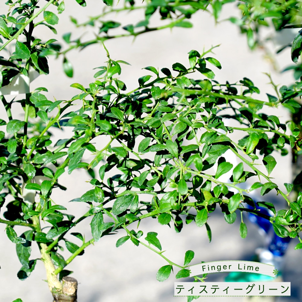 フィンガーライム　テイスティーグリーン 