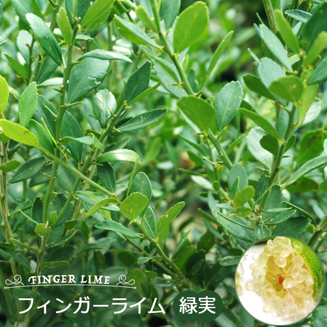 フィンガーライム 緑実 苗 おすすめ 苗木部 By 花ひろばオンライン