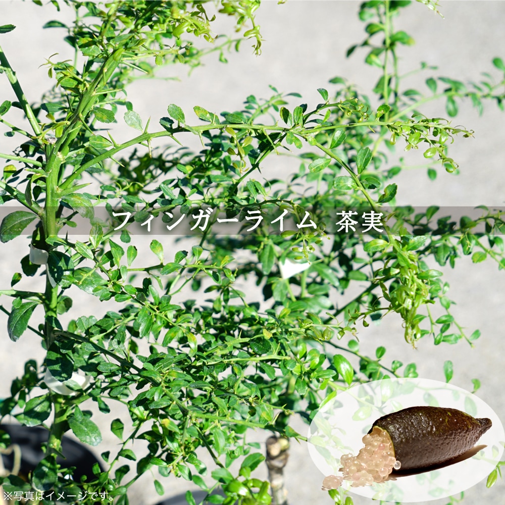 ライム フィンガーライム 茶実 苗 販売 苗木部 By 花ひろばオンライン