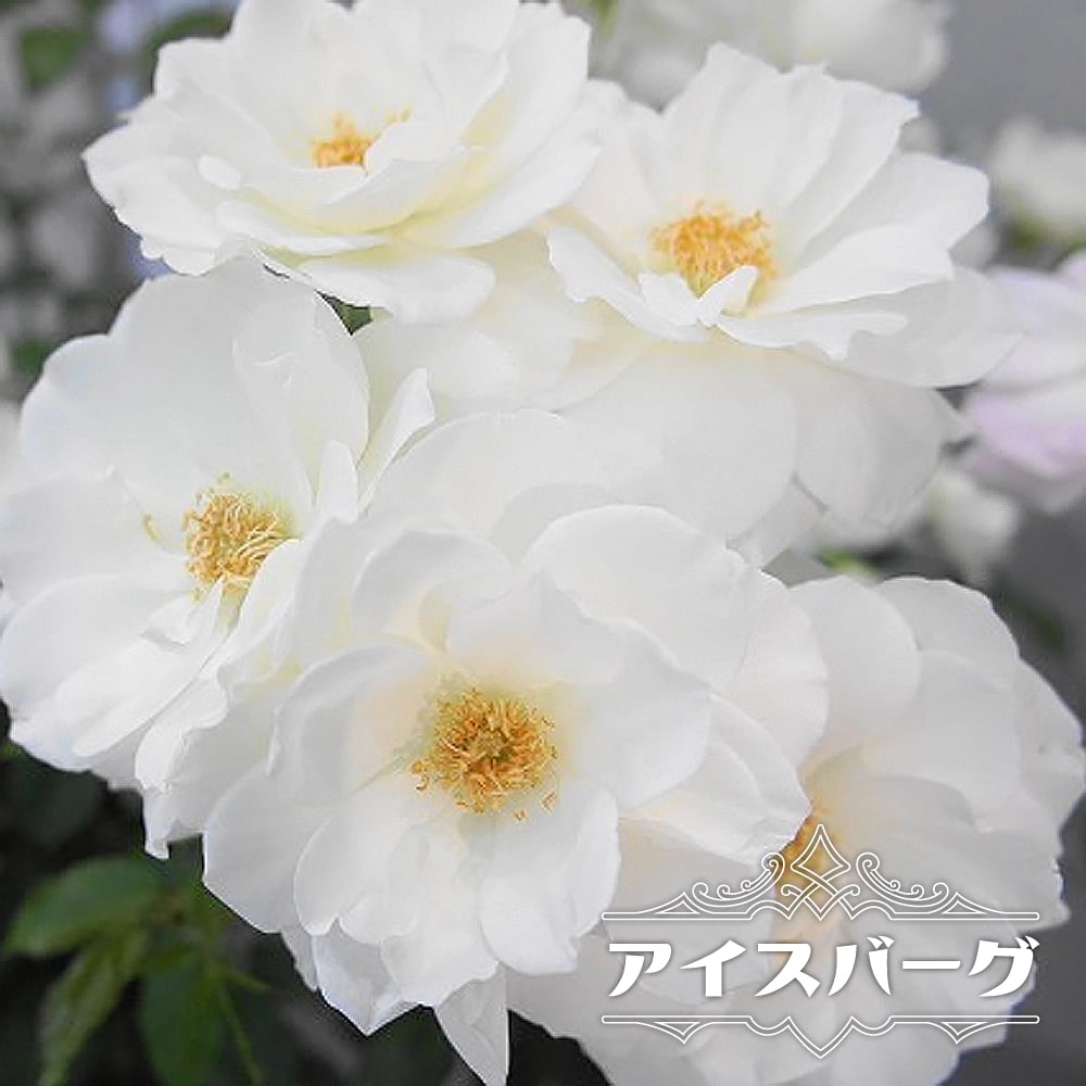 バラ アイスバーグ 