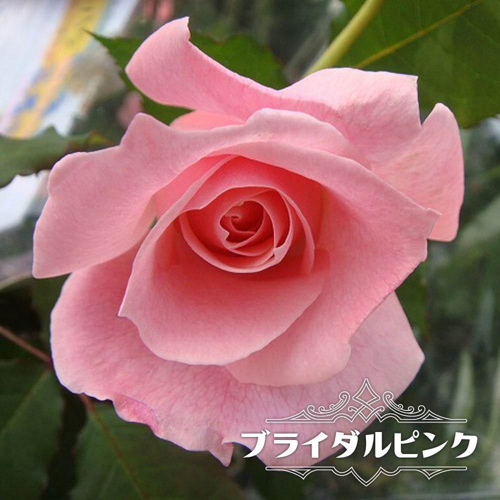 バラ ブライダルピンク 
