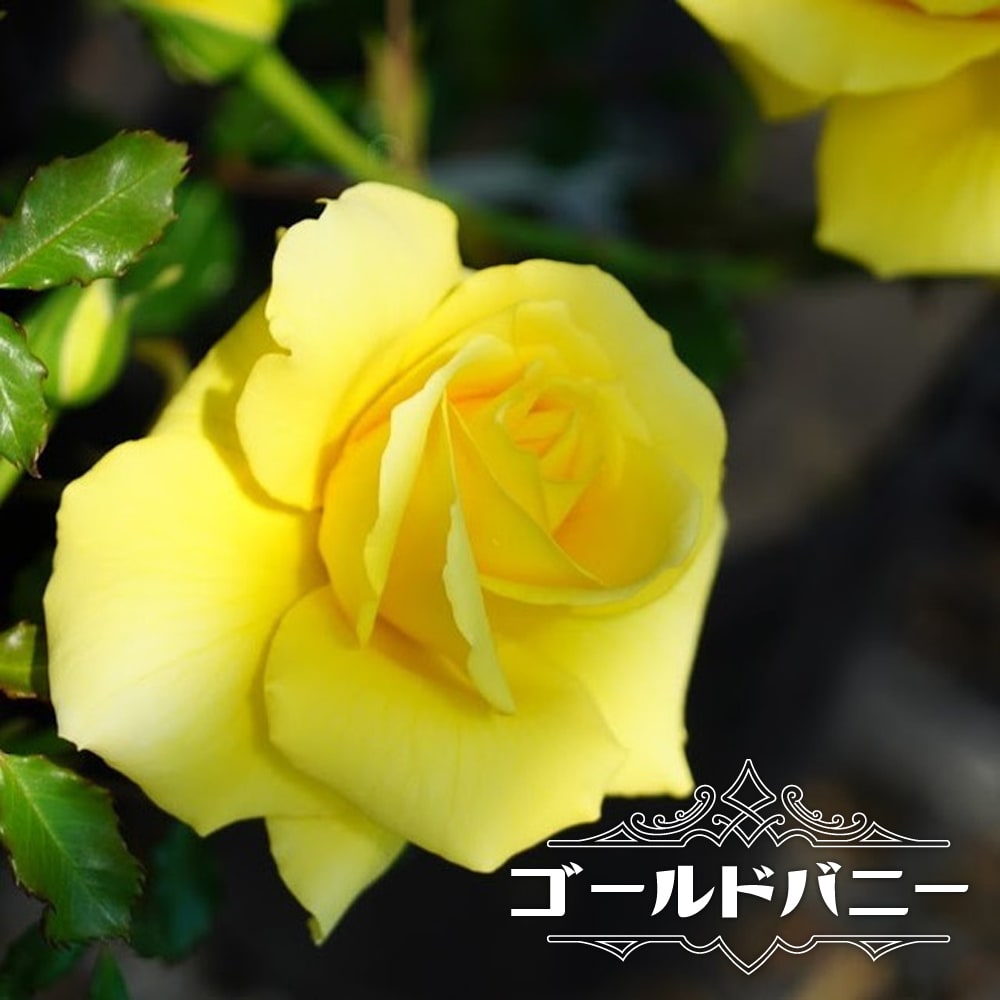 バラ ゴールドバニー 
