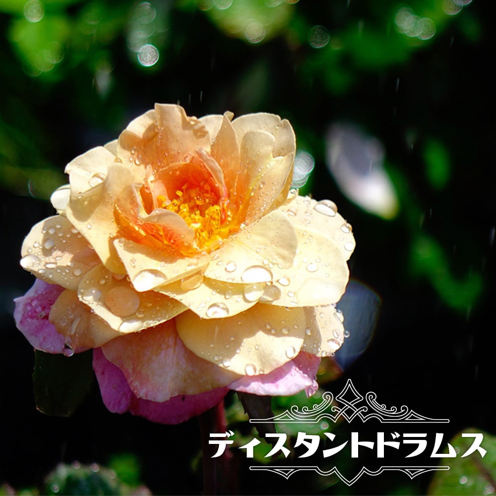 バラ ディスタントドラムス 