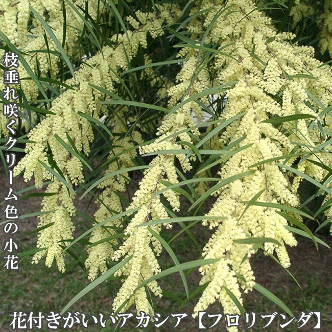 アカシアの木 【フロリブンダ】