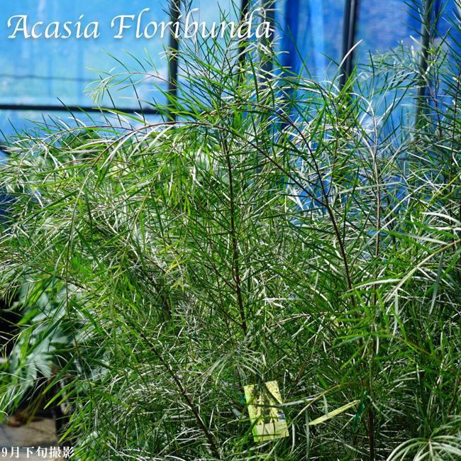 アカシアの木 【フロリブンダ】