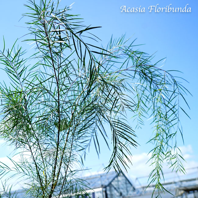 アカシアの木 【フロリブンダ】 の葉