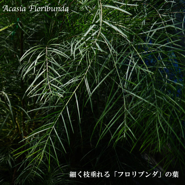 アカシアの木 【フロリブンダ】