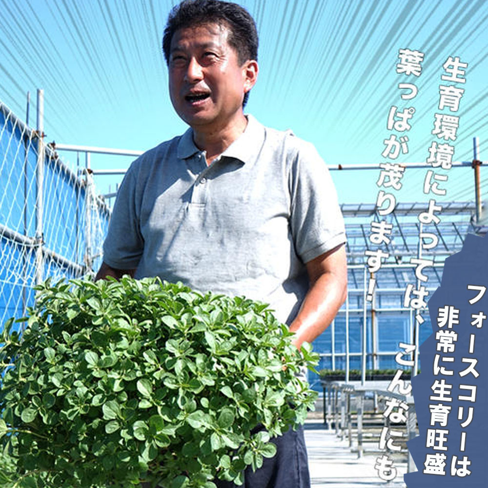 コリウス フォースコリー 4